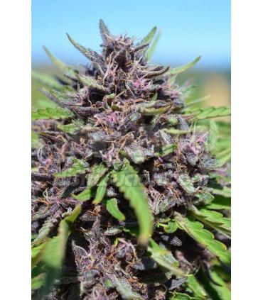 PCK x Panama (ACE Seeds)