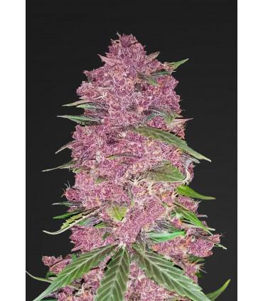 Purple Lemonade (FastBuds)