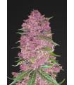 Purple Lemonade Auto