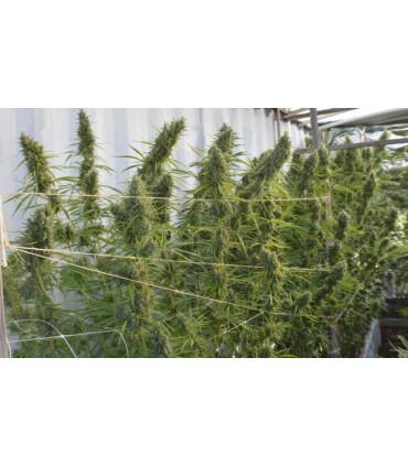 Super Malawi Haze (ACE Seeds)