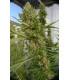 Super Malawi Haze (ACE Seeds)