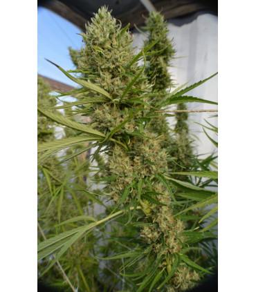 Super Malawi Haze (ACE Seeds)