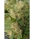 Super Malawi Haze (ACE Seeds)