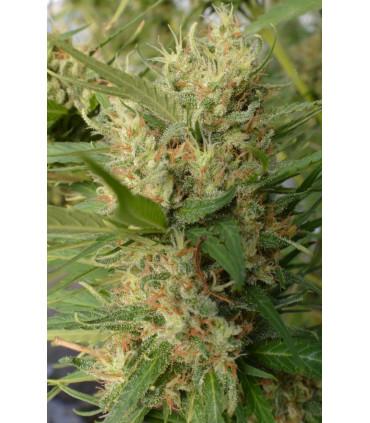 Super Malawi Haze (ACE Seeds)