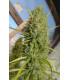 Super Malawi Haze (ACE Seeds)
