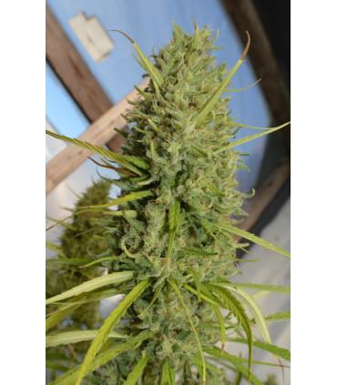 Super Malawi Haze (ACE Seeds)