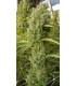 Super Malawi Haze (ACE Seeds)