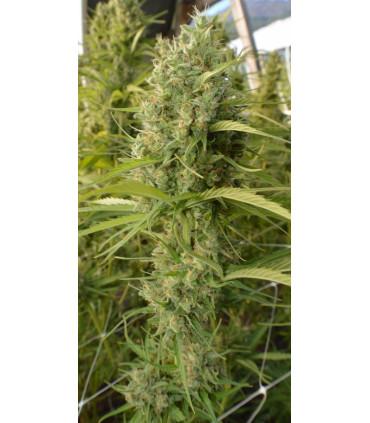 Super Malawi Haze (ACE Seeds)