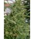 Super Malawi Haze (ACE Seeds)