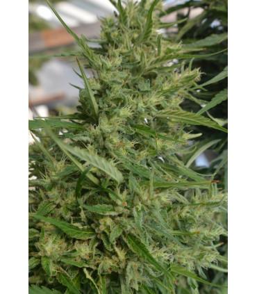 Super Malawi Haze (ACE Seeds)