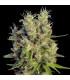 Super Malawi Haze (ACE Seeds)