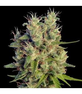 Super Malawi Haze (ACE Seeds)