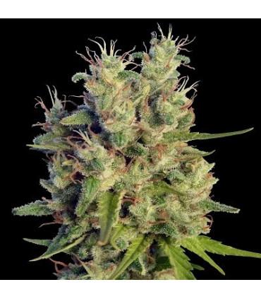 Super Malawi Haze (ACE Seeds)
