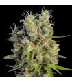 Super Malawi Haze