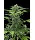 Easy Bud (Royal Queen Seeds)