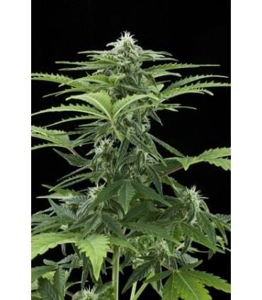 Easy Bud (Royal Queen Seeds)