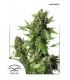Auto Duck (Dutch Passion)