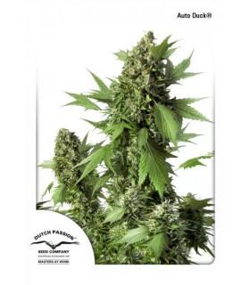 Auto Duck (Dutch Passion)
