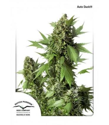 Auto Duck (Dutch Passion)