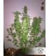 Auto Euforia (Dutch Passion)