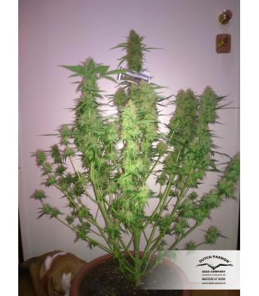 Auto Euforia (Dutch Passion)