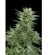 Easy Bud (Royal Queen Seeds)