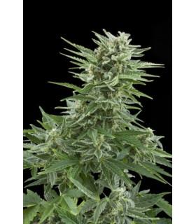 Easy Bud (Royal Queen Seeds)