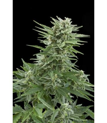 Easy Bud (Royal Queen Seeds)