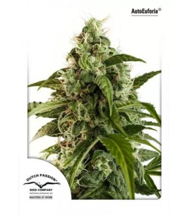 Auto Euforia (Dutch Passion)