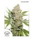 Auto Lemon Zkittle (Dutch Passion)