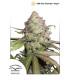 CBD Auto Charlotte's Angel (DUtch Passion)
