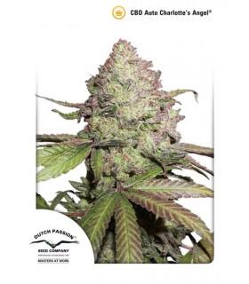 CBD Auto Charlotte's Angel (DUtch Passion)