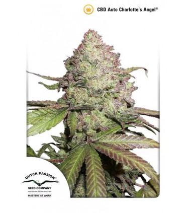 CBD Auto Charlotte's Angel (DUtch Passion)
