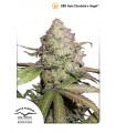 CBD Auto Charlotte's Angel
