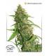 Auto Compassion Lime CBD (Dutch Passion)