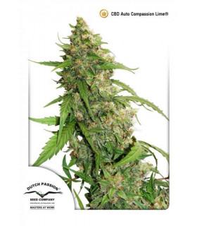 Auto Compassion Lime CBD (Dutch Passion)