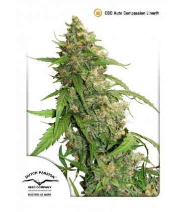 Auto Compassion Lime CBD (Dutch Passion)
