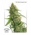 CBD Auto Compassion Lime