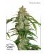 Auto White Widow CBD (Dutch Passion)