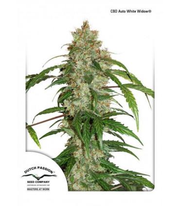Auto White Widow CBD (Dutch Passion)