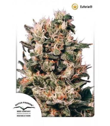 Euforia (Dutch Passion)