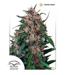 Holland's Hope (Dutch Passion)