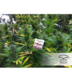 Holland's Hope (Dutch Passion)