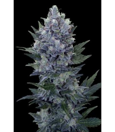 Northern Light Automatic (Royal Queen Seeds)