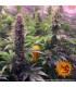 Tropicanna Banana (Barney's Farm)