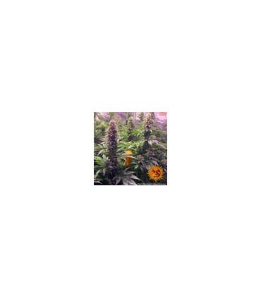 Tropicanna Banana (Barney's Farm)