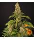 Tropicanna Banana (Barney's Farm)