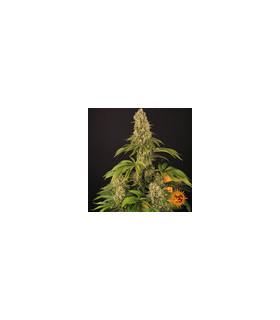 Tropicanna Banana (Barney's Farm)