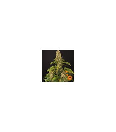 Tropicanna Banana (Barney's Farm)