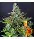 Tropicanna Banana (Barney's Farm)